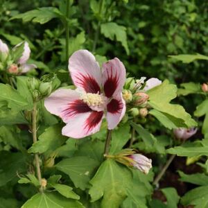 Hibiscus syriacus 'Hamabo' 30-40 cm